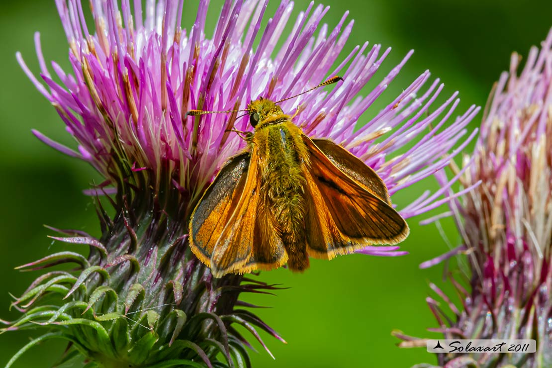 Ochlodes silvanus - Silvano - Large Skipper