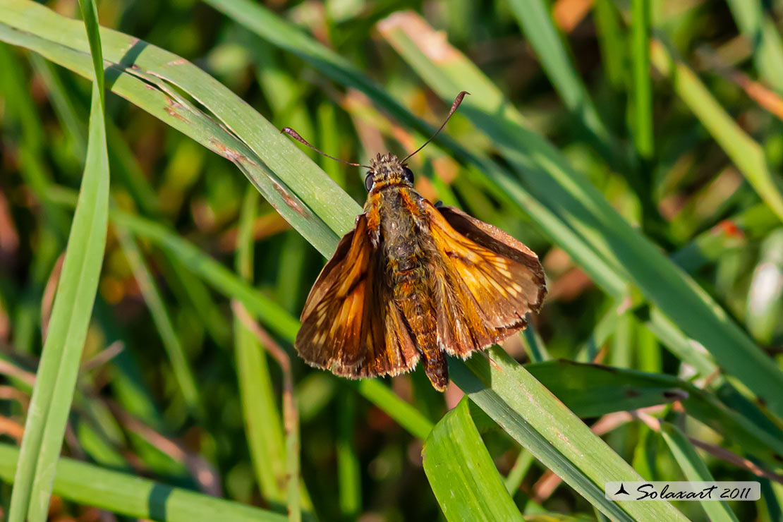 Ochlodes venatus - Esperide dei boschi - Large Skipper