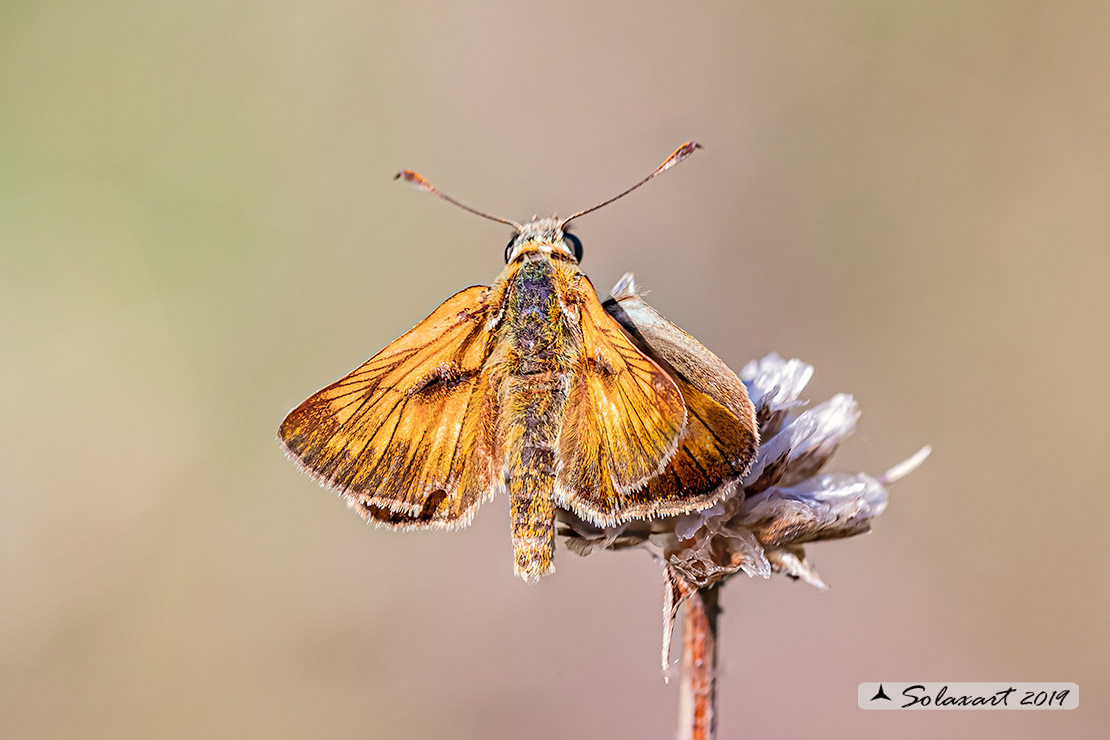 Ochlodes venatus - Esperide dei boschi - Large Skipper