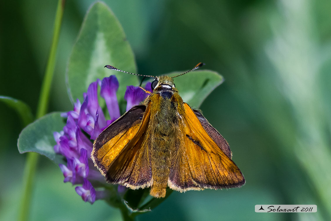 Ochlodes venatus - Esperide dei boschi - Large Skipper