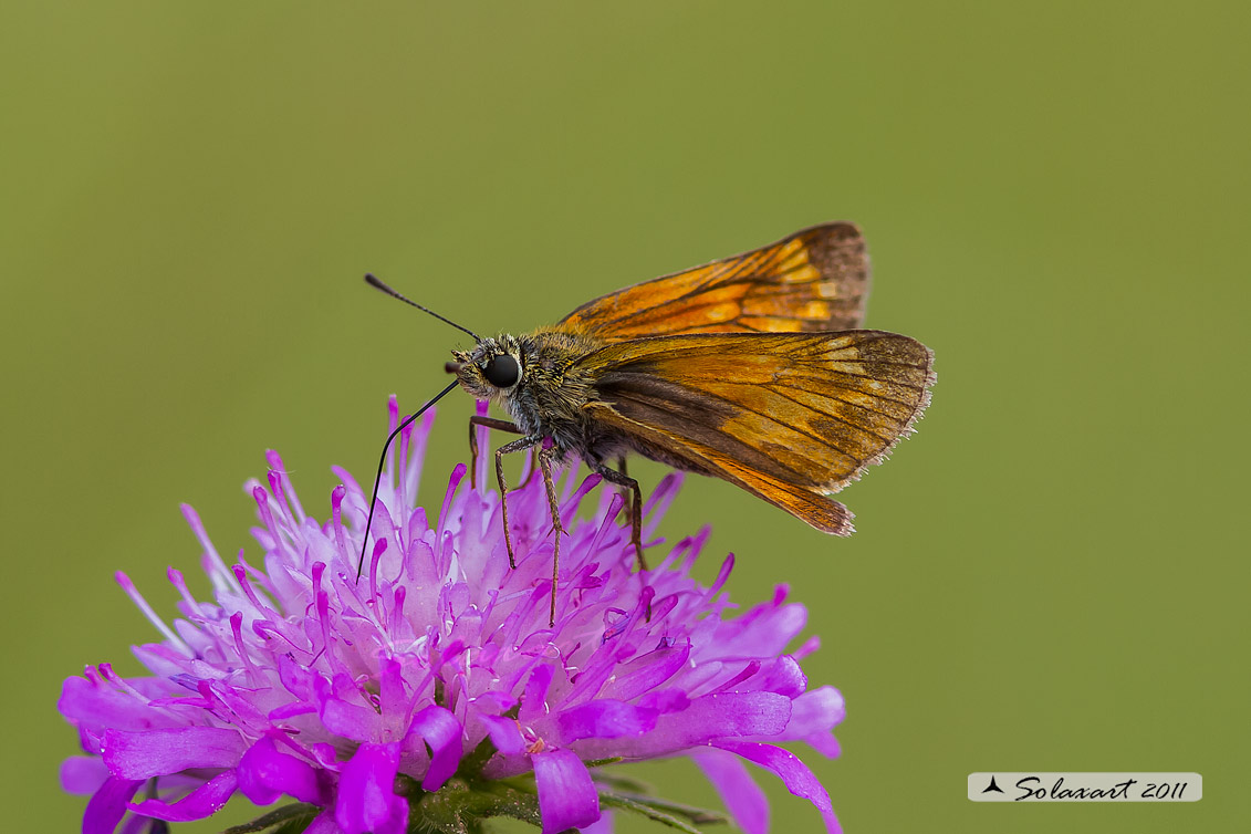 Ochlodes venatus - Esperide dei boschi - Large Skipper