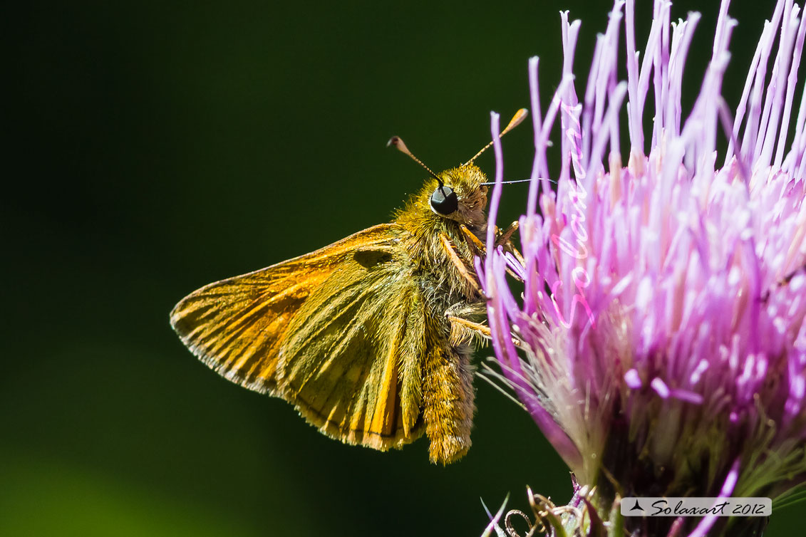 Ochlodes venatus - Esperide dei boschi - Large Skipper