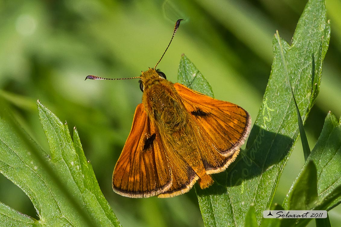 Ochlodes venatus - Esperide dei boschi - Large Skipper