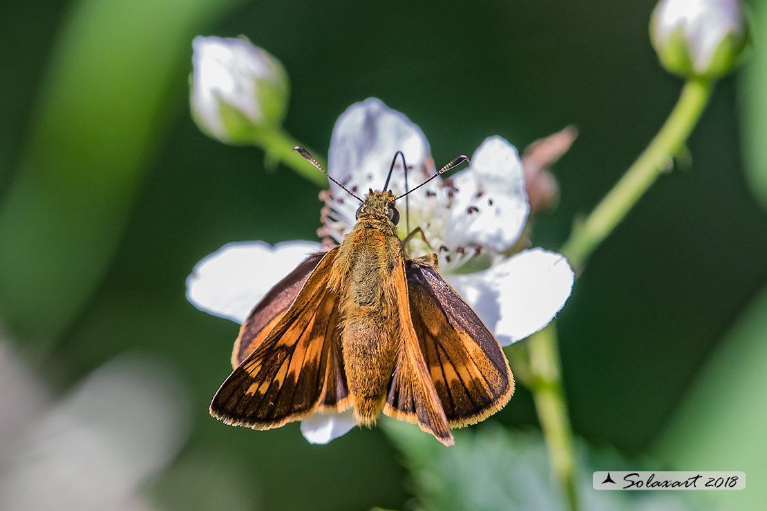 Ochlodes venatus - Esperide dei boschi - Large Skipper