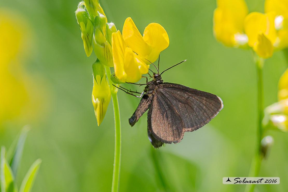 Odezia atrata (maschio) - Chimney sweeper (male)