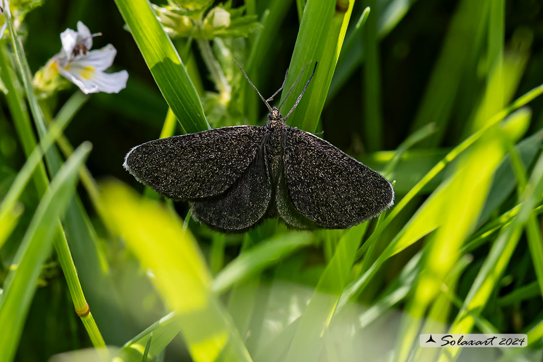 Odezia atrata (maschio) - Chimney sweeper (male)