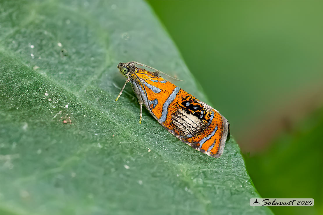 Olethreutes arcuella