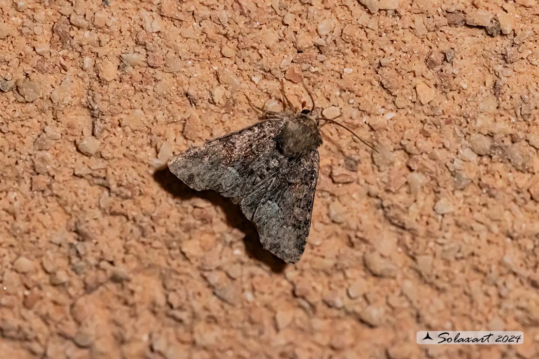 Oligia latruncula; Tawny Marbled Minor 