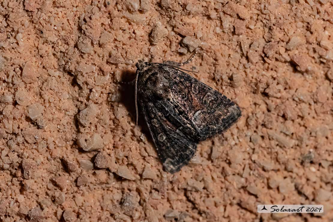 Oligia latruncula; Tawny Marbled Minor 