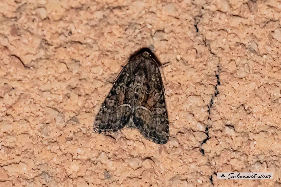 Oligia latruncula; Tawny Marbled Minor 
