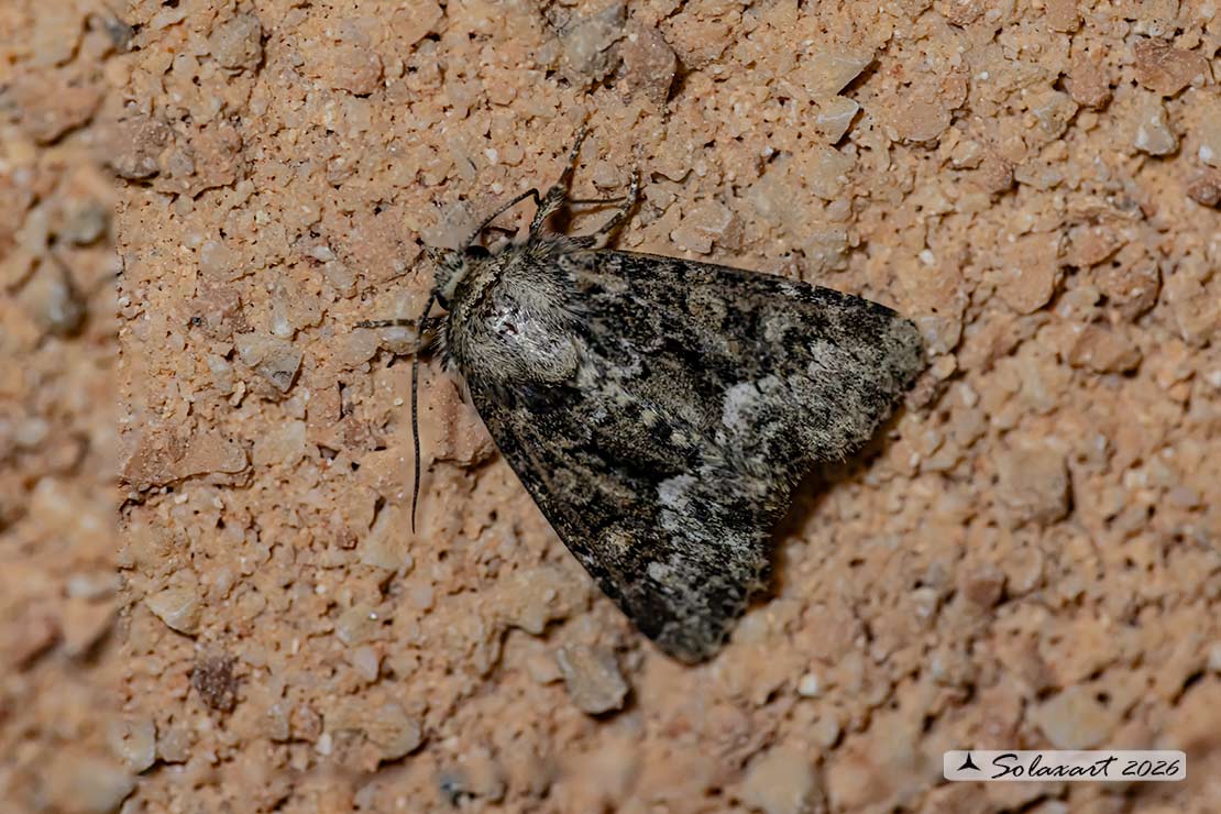Oligia strigilis; Marbled minor 