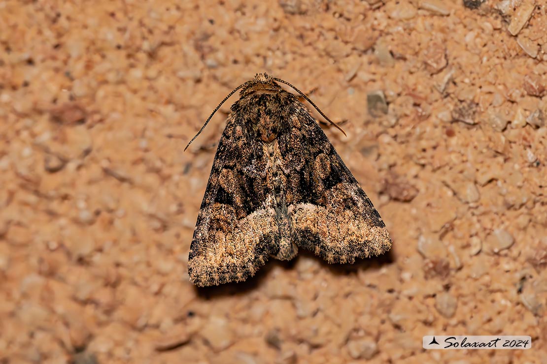 Oligia versicolor; Rufous Minor 
