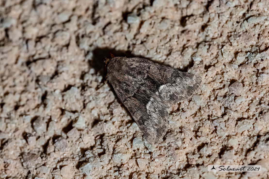 Oligia versicolor; Rufous Minor