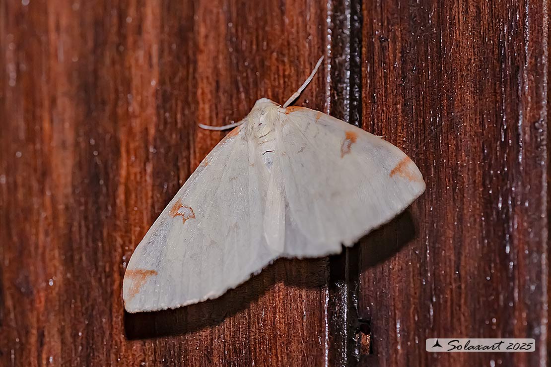Opisthograptis luteolata - Brimstone moth