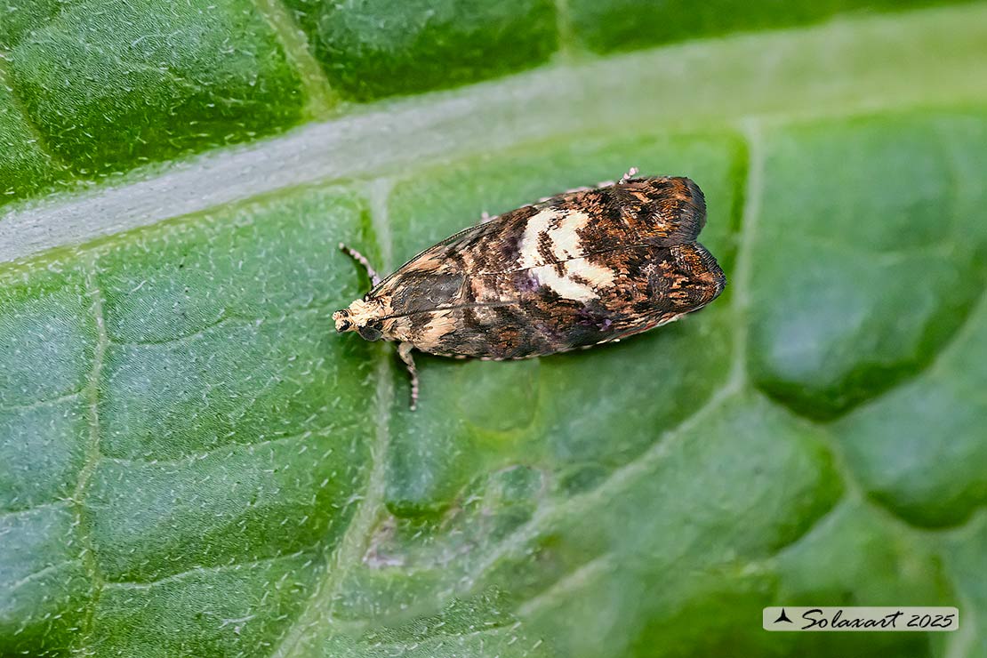 Pammene gallicolana