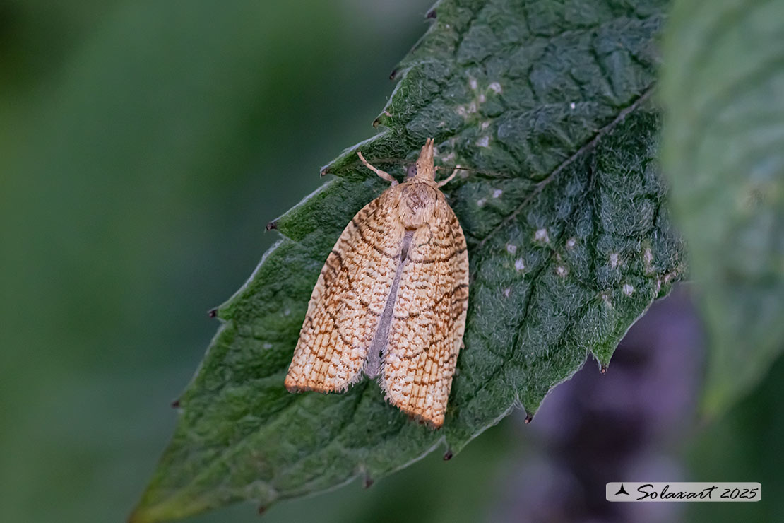 Pandemis corylana