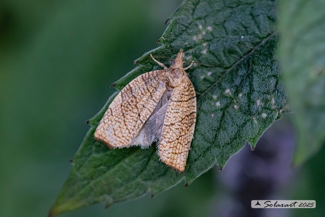 Pandemis corylana