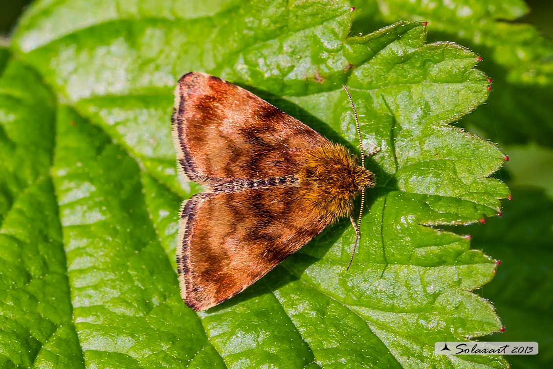 Panemeria tenebrata - Small Yellow Underwing