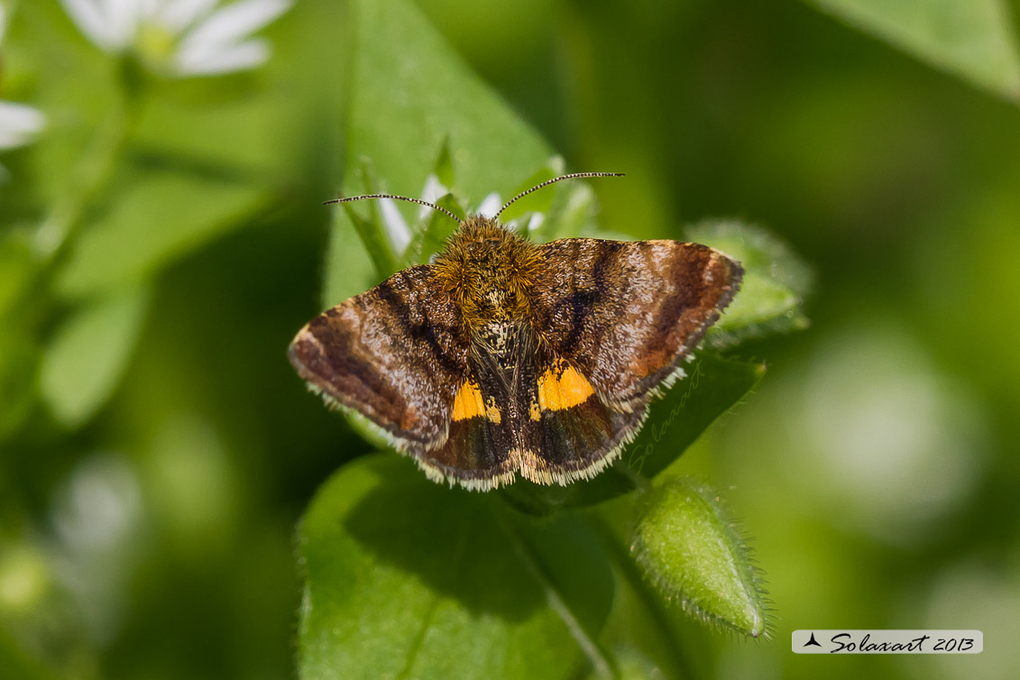 Panemeria tenebrata - Small Yellow Underwing