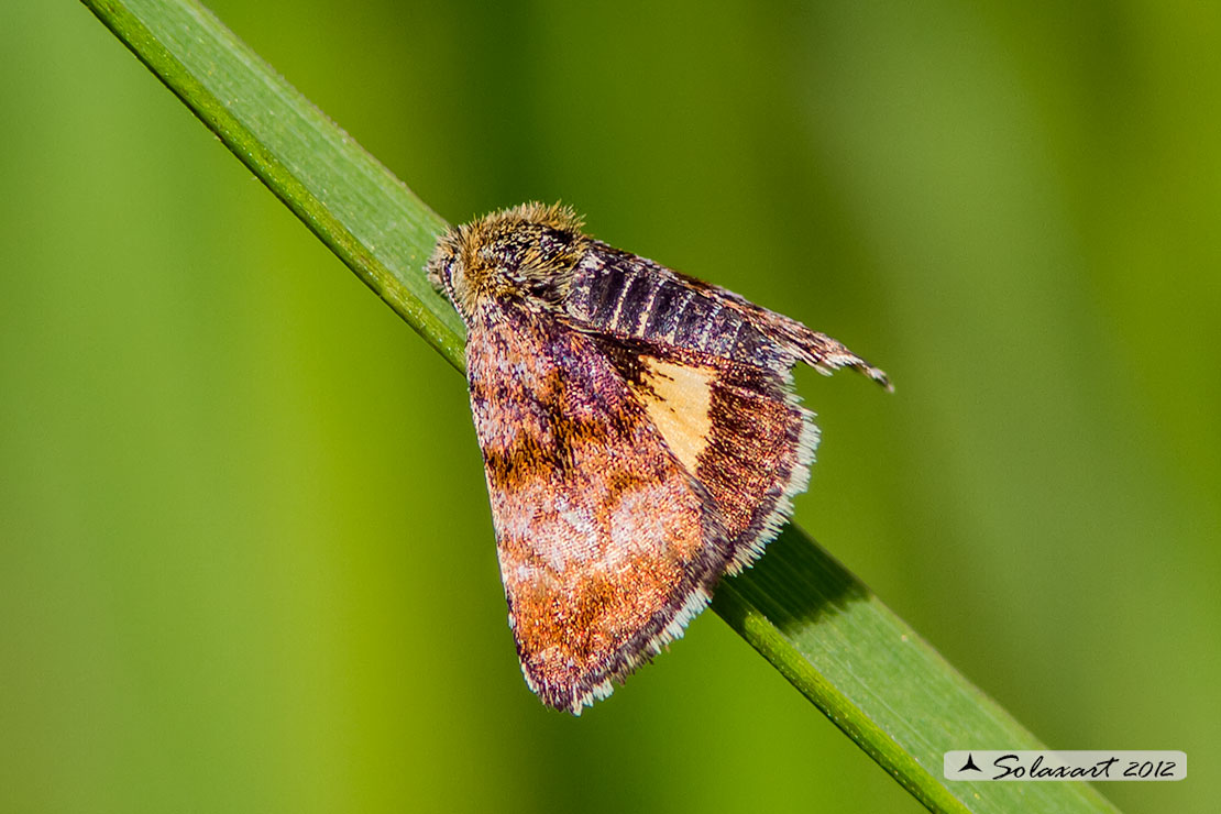 Panemeria tenebrata - Small Yellow Underwing