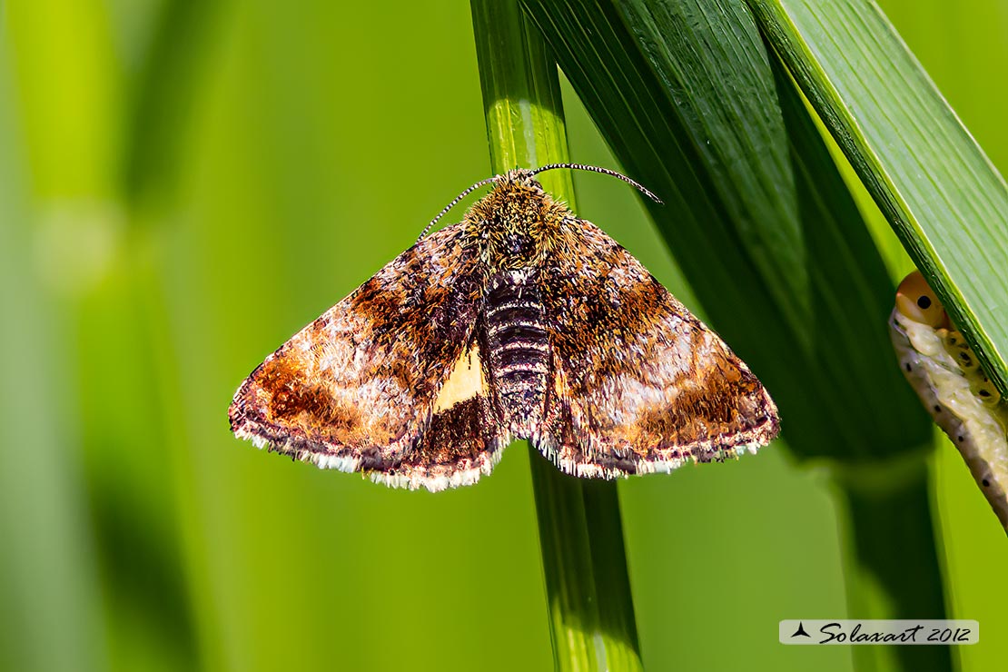 Panemeria tenebrata - Small Yellow Underwing