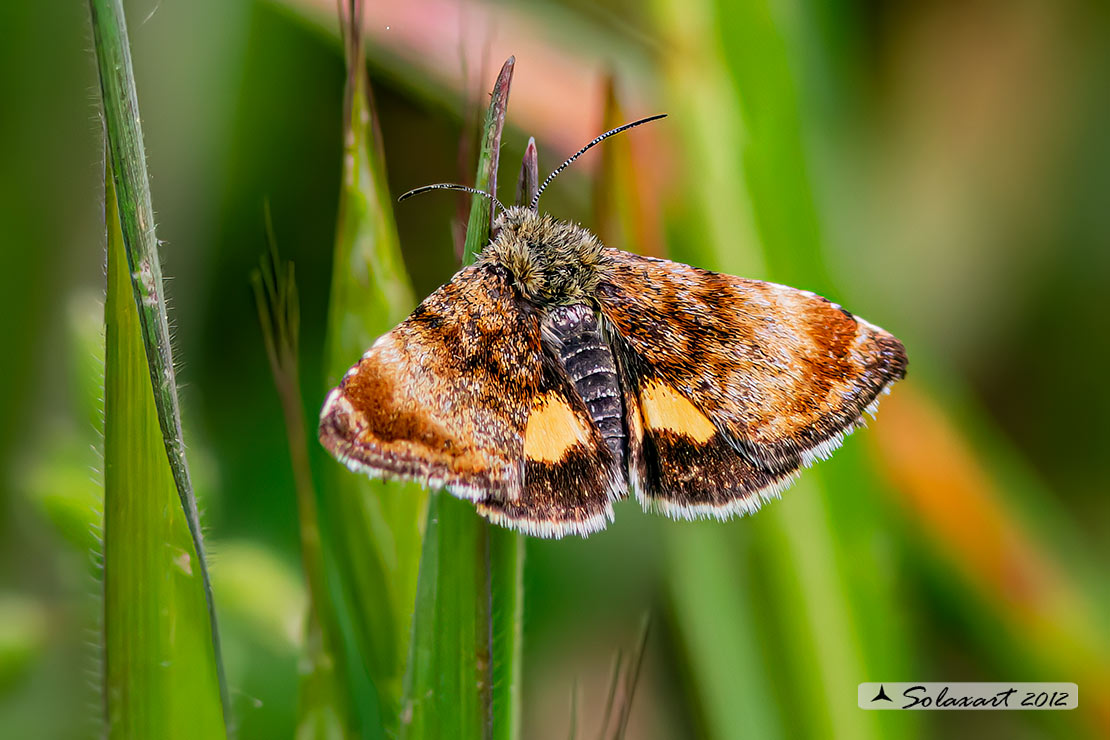 Panemeria tenebrata - Small Yellow Underwing