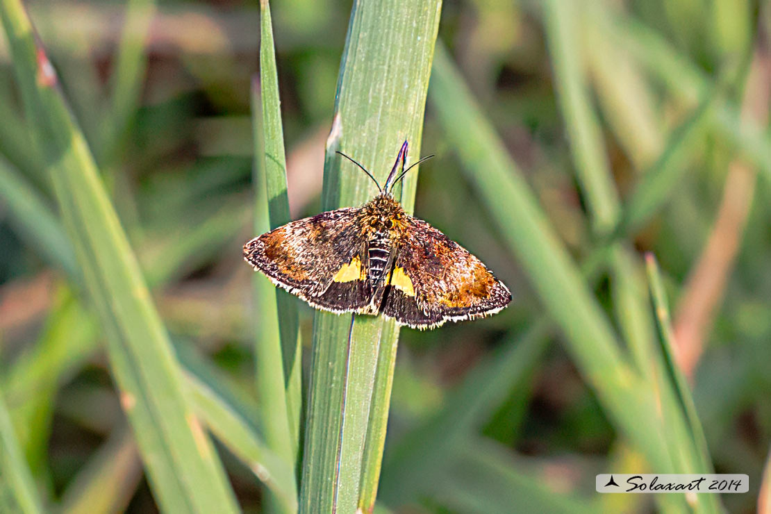 Panemeria tenebrata - Small Yellow Underwing