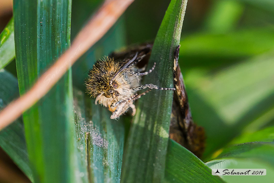 Panemeria tenebrata - Small Yellow Underwing