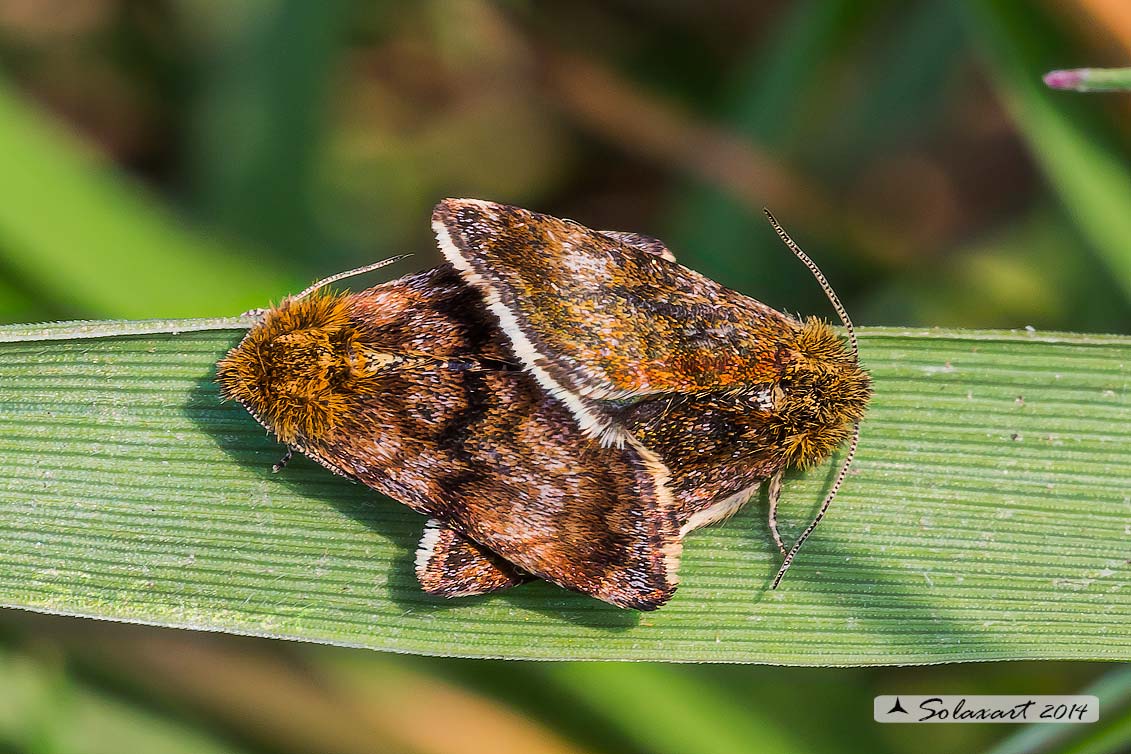 Panemeria tenebrata - Small Yellow Underwing