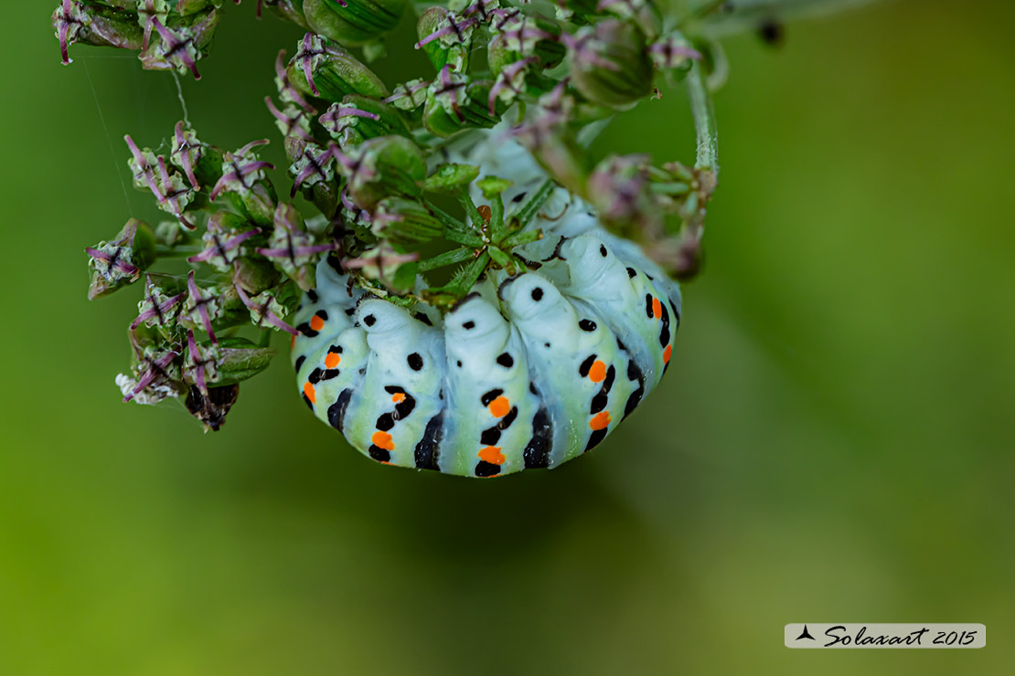 Papilio machaon: Macaone (bruco); Old World Swallowtail (caterpillar)