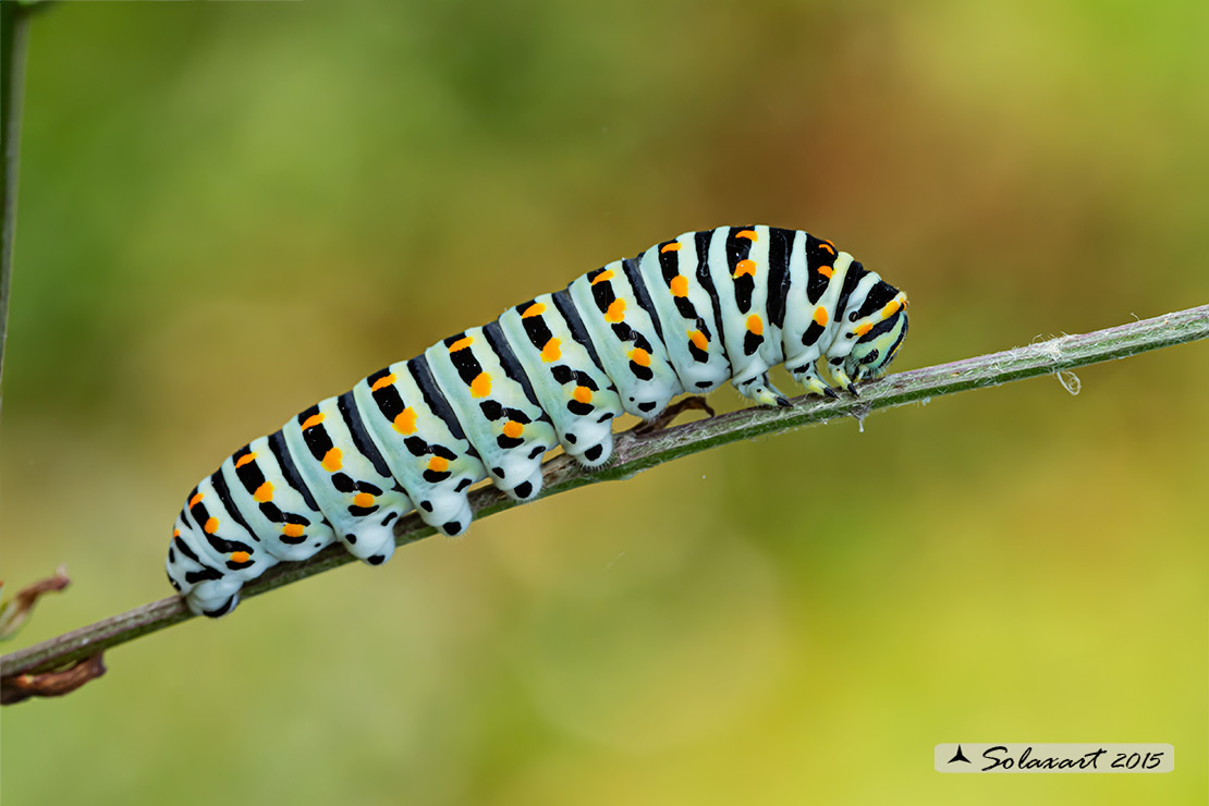 Papilio machaon: Macaone (bruco); Old World Swallowtail (caterpillar)