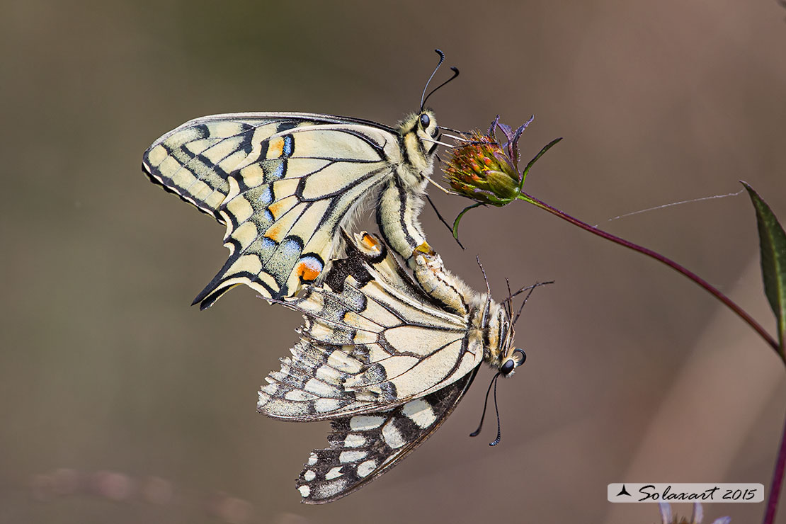 Papilio machaon: Macaone (copula); Old World Swallowtail or yellow Swallowtail (mating)
