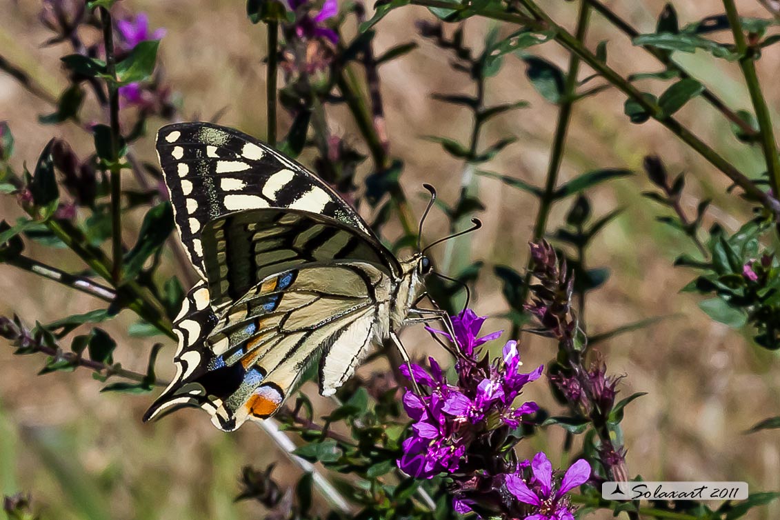 Macaone - Papilio machaon - femmina