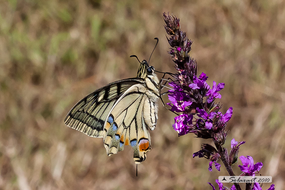 Macaone -  Papilio machaon - femmina