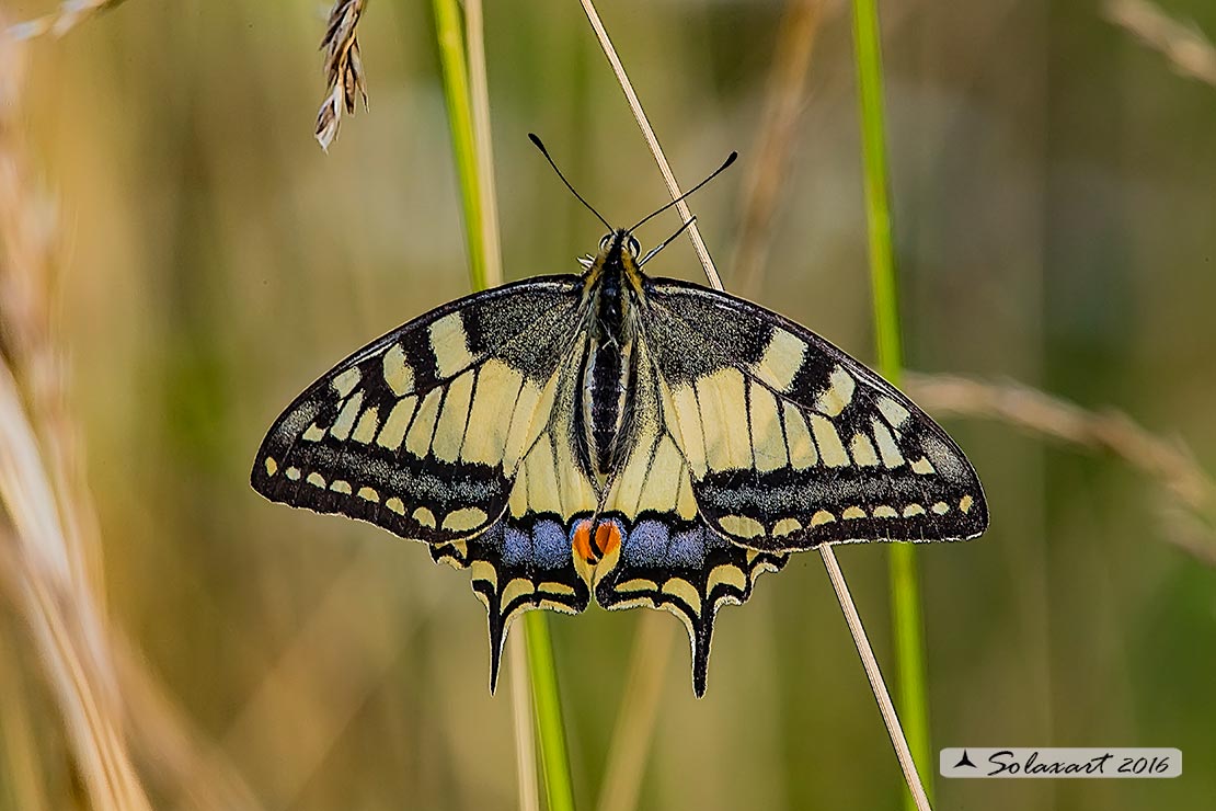 Papilio macaon