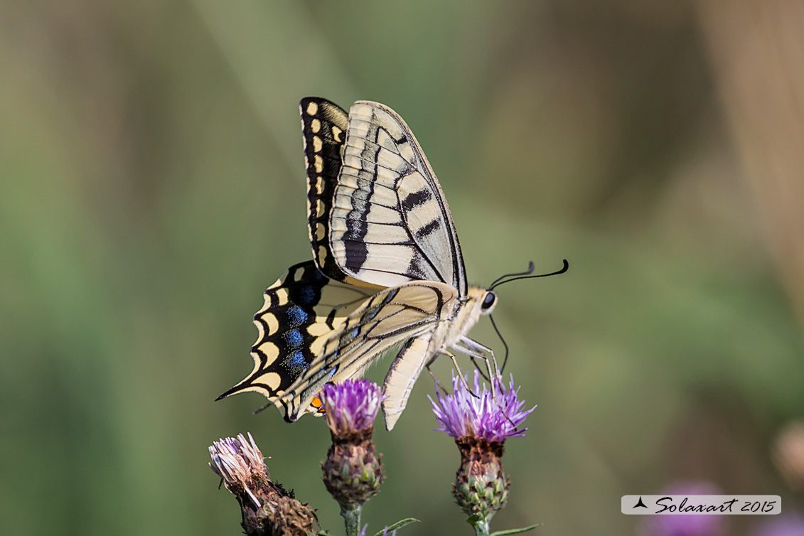 Papilio machaon :    Macaone (femmina) ;    Old World Swallowtail or yellow Swallowtail  (female)