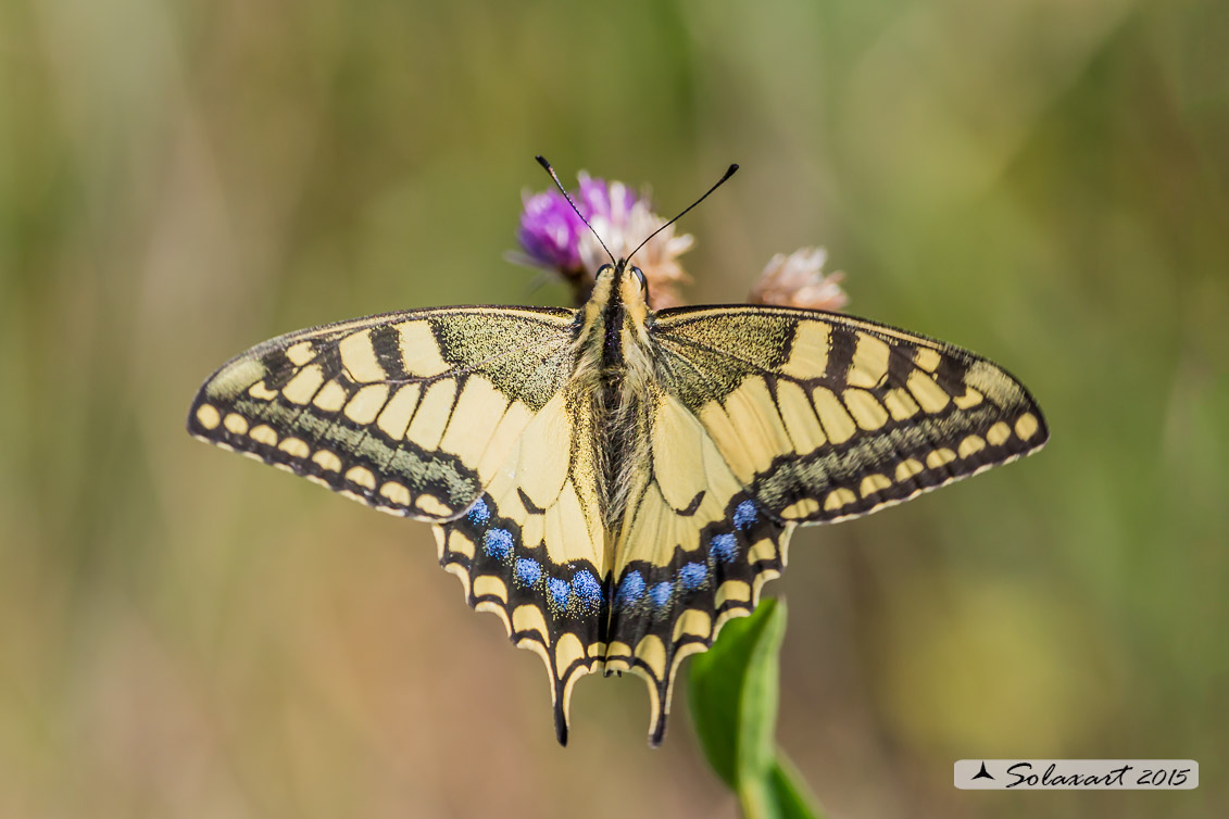 Papilio machaon :    Macaone (femmina) ;    Old World Swallowtail or yellow Swallowtail  (female)