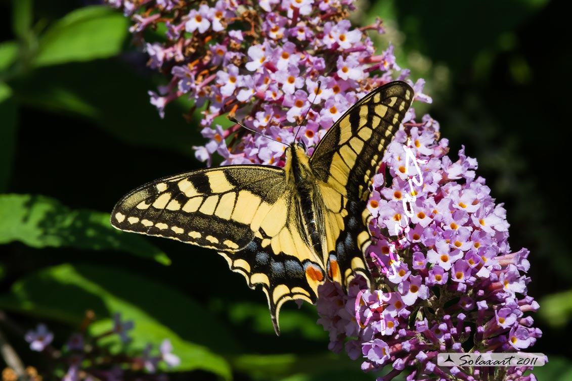 Papilio machaon - male