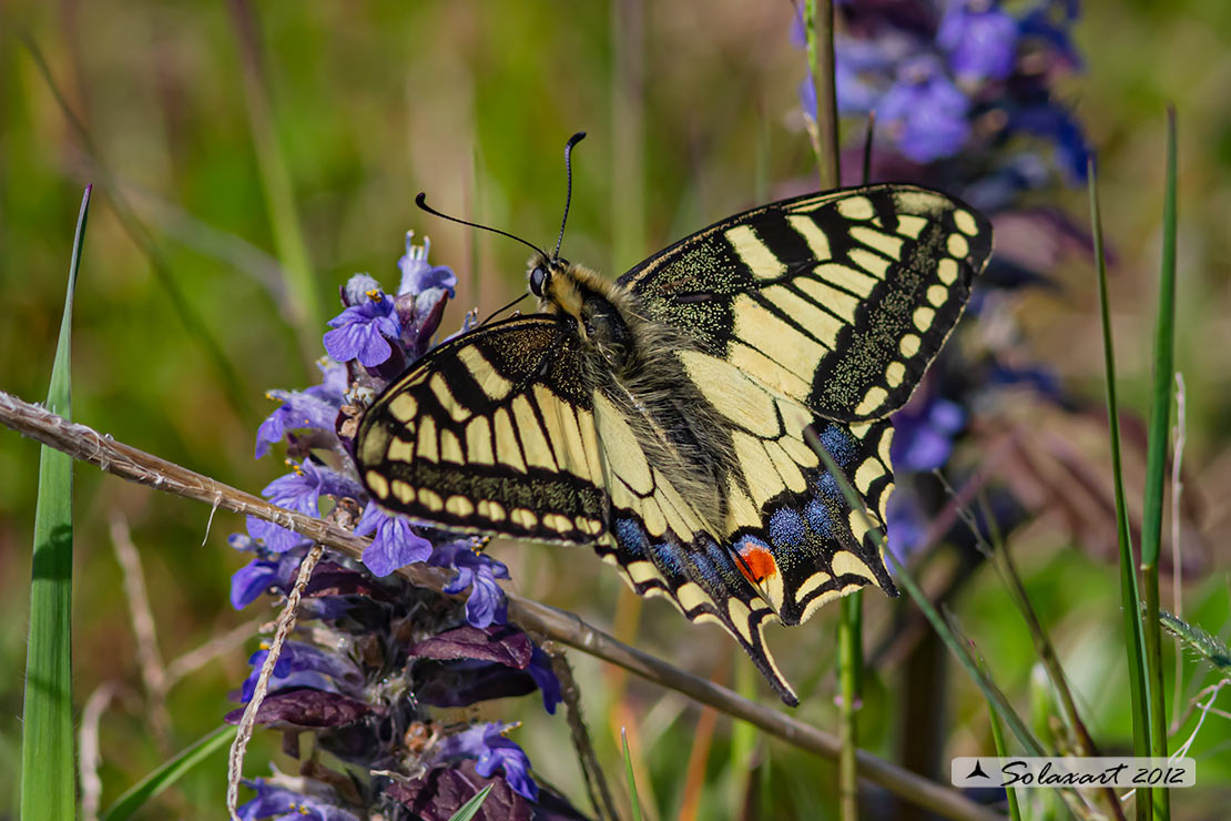 Papilio machaon - Macaone - Old World Swallowtail or yellow Swallowtail