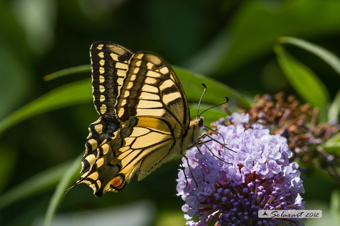 Papilio machaon - Macaone - Old World Swallowtail or yellow Swallowtail