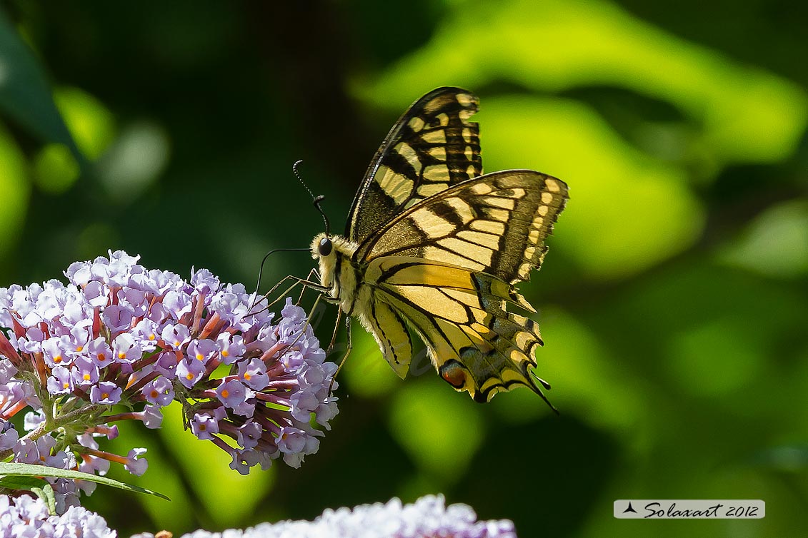 Papilio machaon - Macaone - Old World Swallowtail or yellow Swallowtail