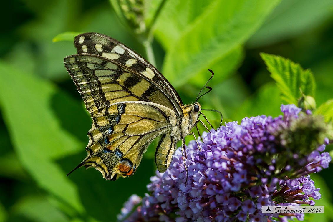 Papilio machaon - Macaone - Old World Swallowtail or yellow Swallowtail