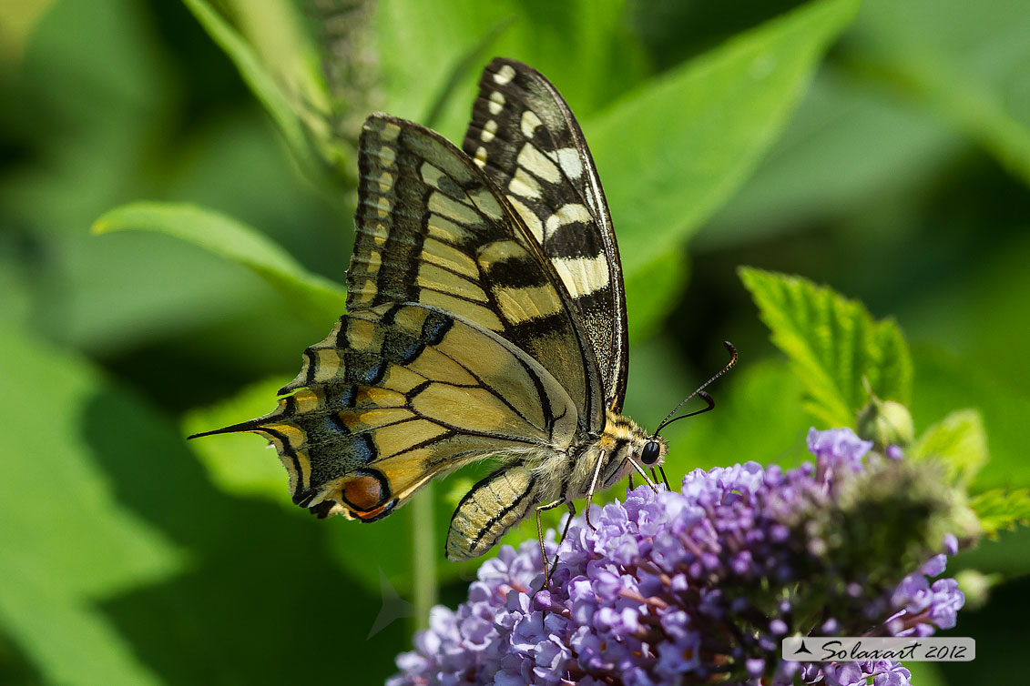 Papilio machaon