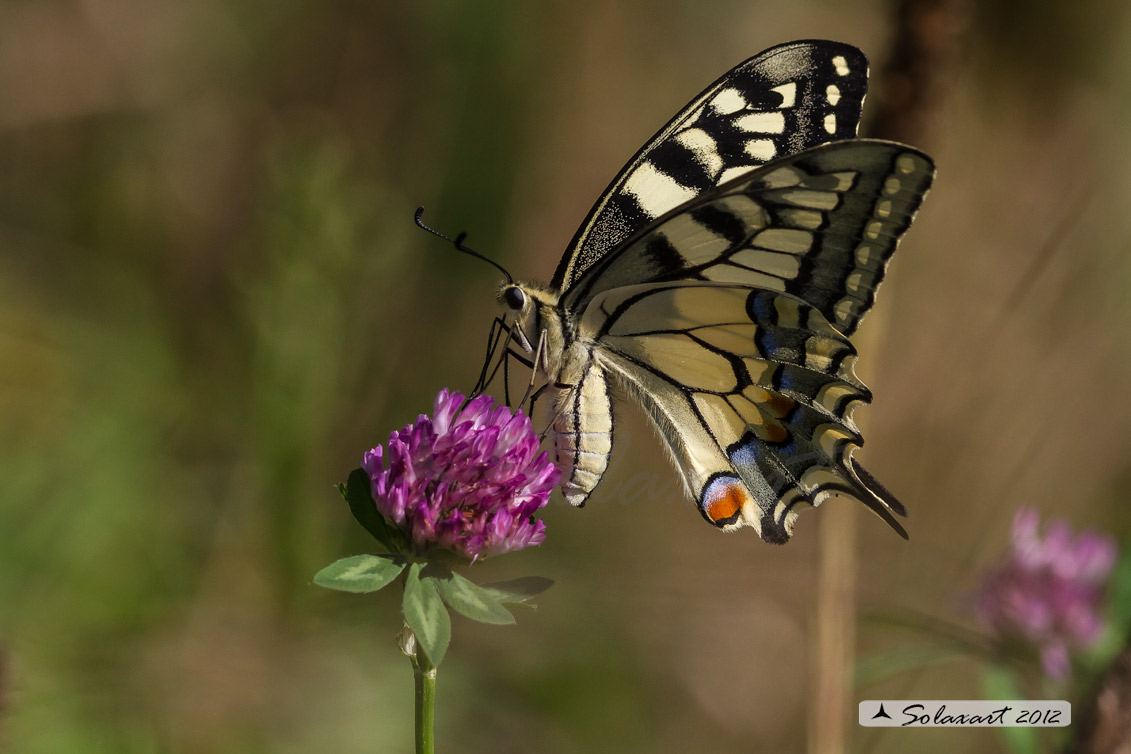 Papilio machaon 