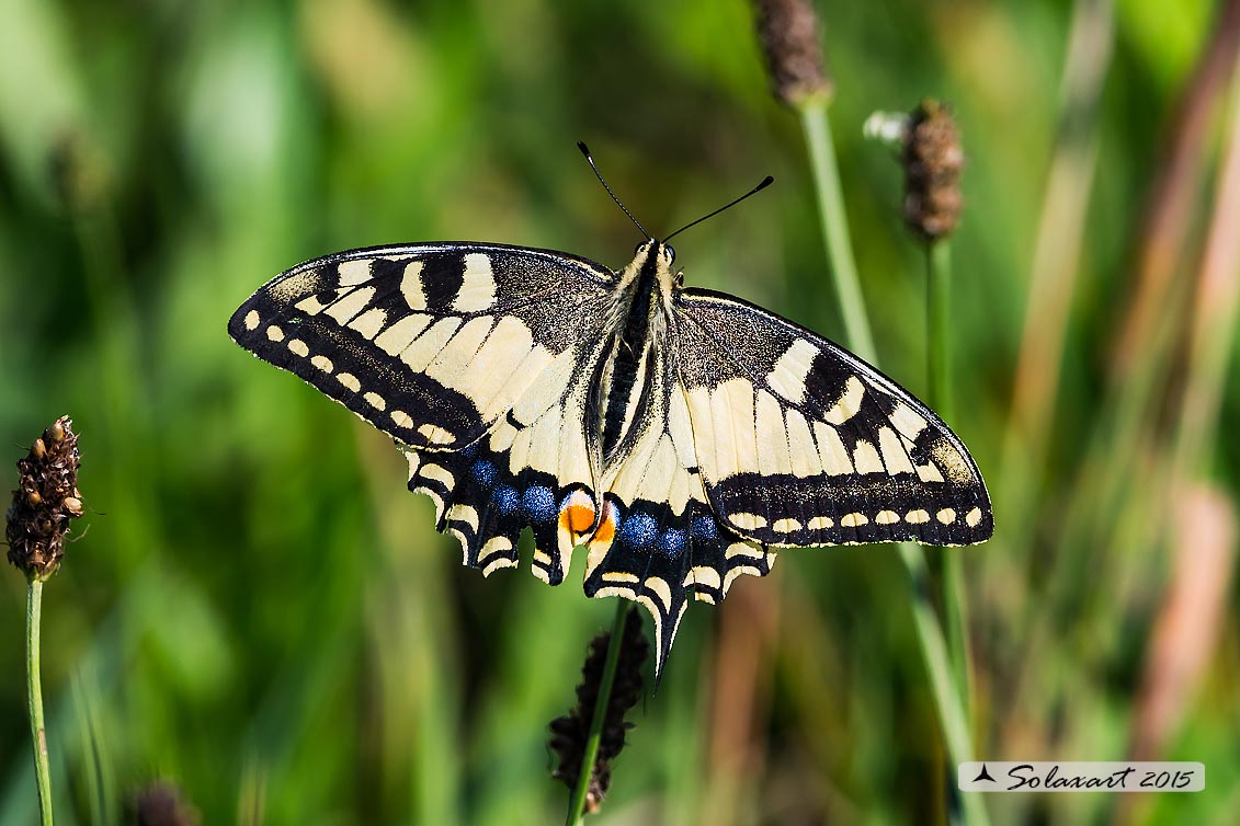 Papilio machaon: Macaone (maschio) ; Old World Swallowtail or yellow Swallowtail (male)