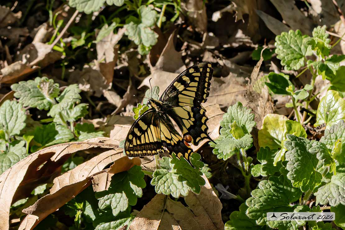 Papilio machaon: Macaone (maschio) ; Old World Swallowtail or yellow Swallowtail  (male)
