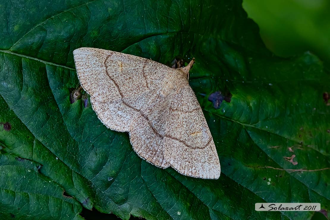 Paracolax tristalis - Clay fan-foot 