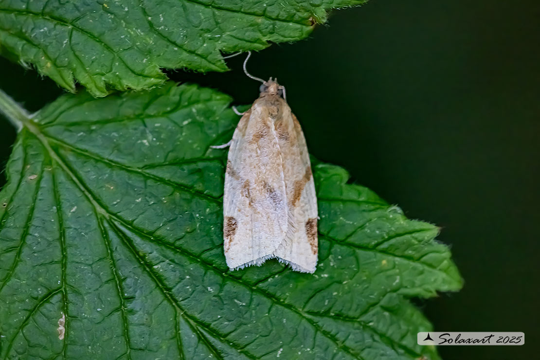Paramesia gnomana