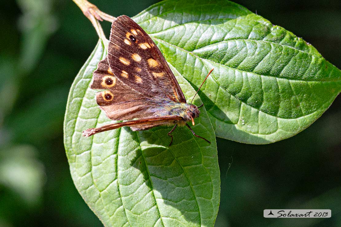 Pararge aegeria  - Egeria - Speckled Wood