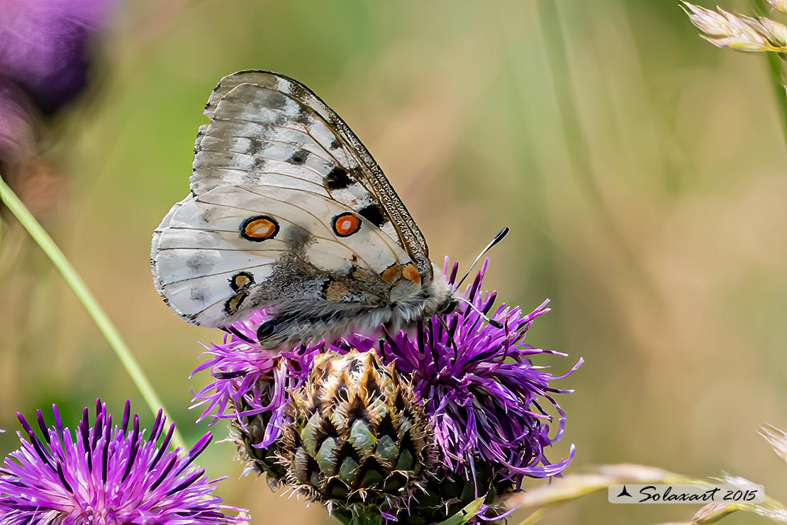 Parnassius apollo:    Farfalla apollo  -  Apollo butterfly 